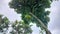 Unripe jackfruit still hanging on the tree