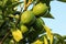 Unripe lemons and leaves on a tree, sky in background.