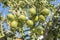 Unripe lemons on the tree