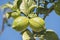 Unripe lemons on the tree