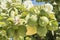 Unripe lemons on the tree, lemon blossom