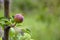 Unripe little apple on tree against green background in orchard. Fruit ripening. Selective focus. Copy space