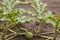 Unripe little green watermelon on a melon field among green leaves