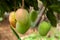 Unripe Mango fruits on tree - green fruit