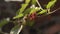 Unripe mulberry berries on a branch, blurred background.