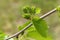 Unripe mulberry fruits