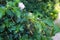 Unripe mulberry fruits on bush