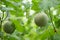 Unripe Netted Melon.