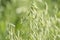 Unripe Oat harvest, green field