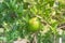 Unripe orange fruit with wind scarring on tree branches at organic farm in Houston