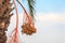 Unripe orange and green dates hanging on branch of the palm tree