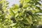 Unripe orange growing in the tree