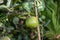 Unripe orange on the tree