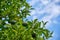 Unripe oranges on citrus tree