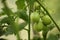 Unripe organic green tomatoes growing in a greenhouse