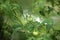 Unripe organic green tomatoes growing in a greenhouse