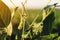 Unripe organic soybean pods