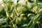 Unripe organic soybean pods