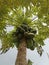 Unripe papaya fruit with sky background