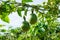 Unripe passion fruit, edible plant in the farm part 2