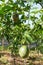 Unripe passion fruit, edible plant in the farm part 5