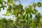 Unripe passion fruit, edible plant in the farm part 6