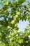 Unripe passion fruit, edible plant in the farm part 7