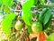 Unripe passion fruit hanging from branches