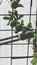 Unripe passion fruit plants