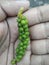 unripe pepper fruit picked straight from the tree