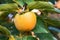 Unripe persimmon on tree, in the season & fresh green leaves