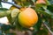 Unripe persimmon on tree, in the season & fresh green leaves