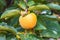 Unripe persimmon on tree, in the season & fresh green leaves