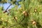 Unripe pine cone on a brach