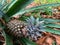 unripe pineapple fruit is black in color