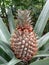 Unripe pineapple fruit from the tree.