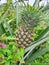 Unripe pineapple fruits