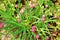 Unripe pink buds of decorative garlic allium in the garden on the background of greenery, top view