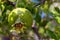 Unripe pomegranate on a branch