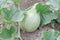 Unripe pumpkin ripens in the garden