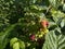 unripe raspberries on a bush
