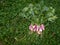 Unripe or raw turnips in the garden. Fresh and green vegetable. View from above