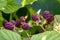 Unripe red berries of a blackberry ripening on a branch in the garden. Blackberry berries strengthen the immune system. Healthy