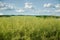 Unripe seeds of rape. Field of green ripeness oilseed on a cloudy blue sky in summer time (Brassica napus)