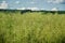 Unripe seeds of rape. Field of green ripeness oilseed isolated on a cloudy blue sky in summer time (Brassica napus)