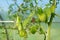 Unripe small green cherry cocktail tomatoes growing in tunnel