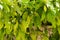 Unripe small green lemons on the tree outdoors