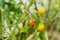 unripe small and red tomatoes on a branch in the daytime