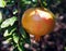 Unripe Spanish pomegranate on a tree