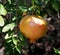 Unripe Spanish pomegranate on a tree